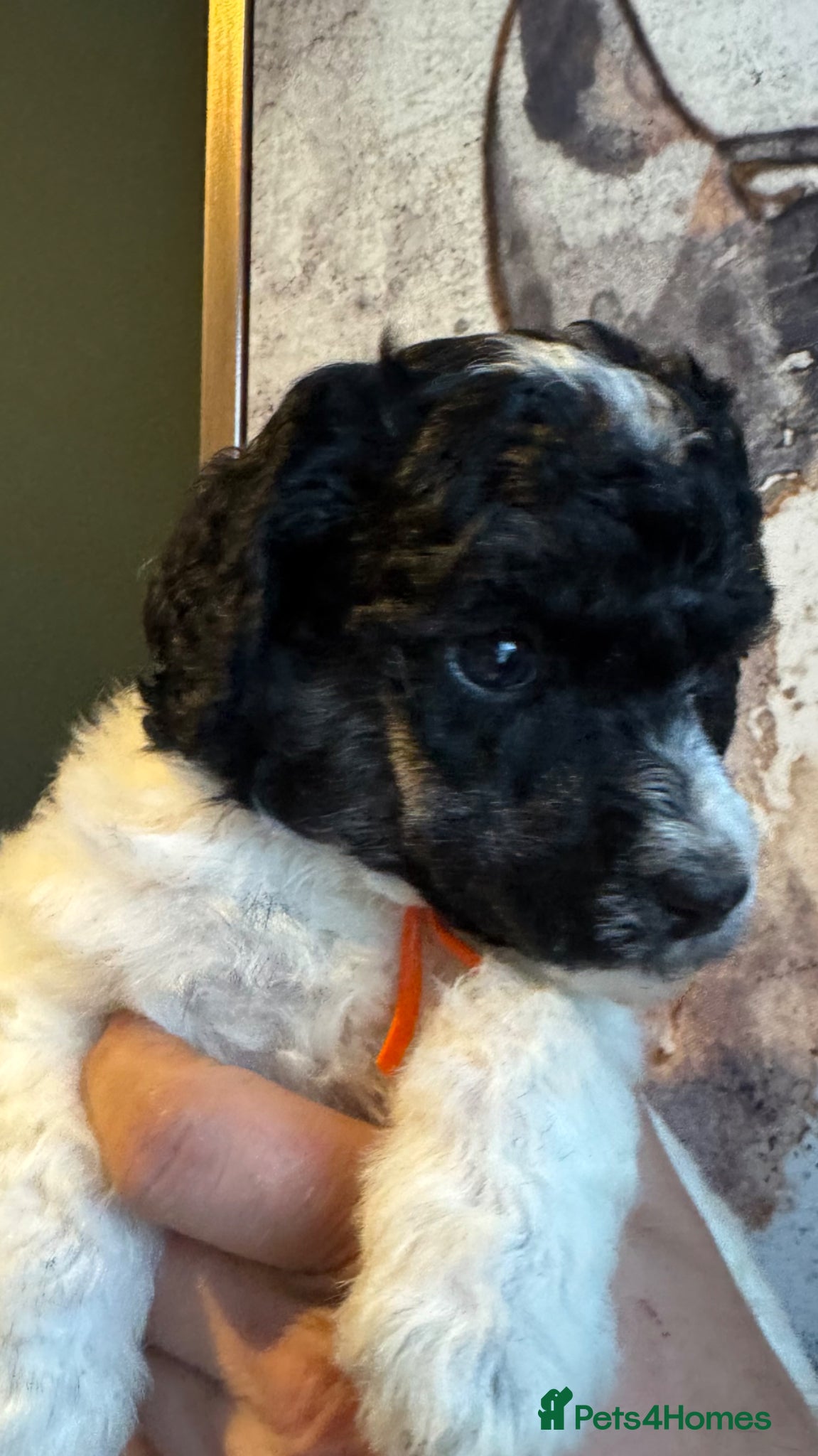 Standard Poodle dogs Sable parti KC reg strandard poodle pups  - Advert 7
