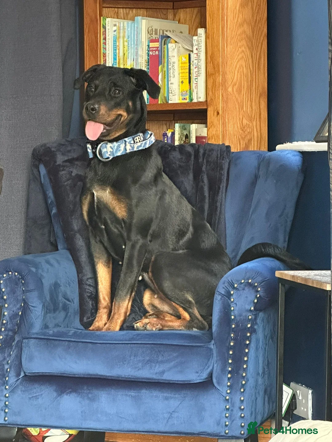 Rottweiler dogs for sale: Young female  in Corwen - Advert 3