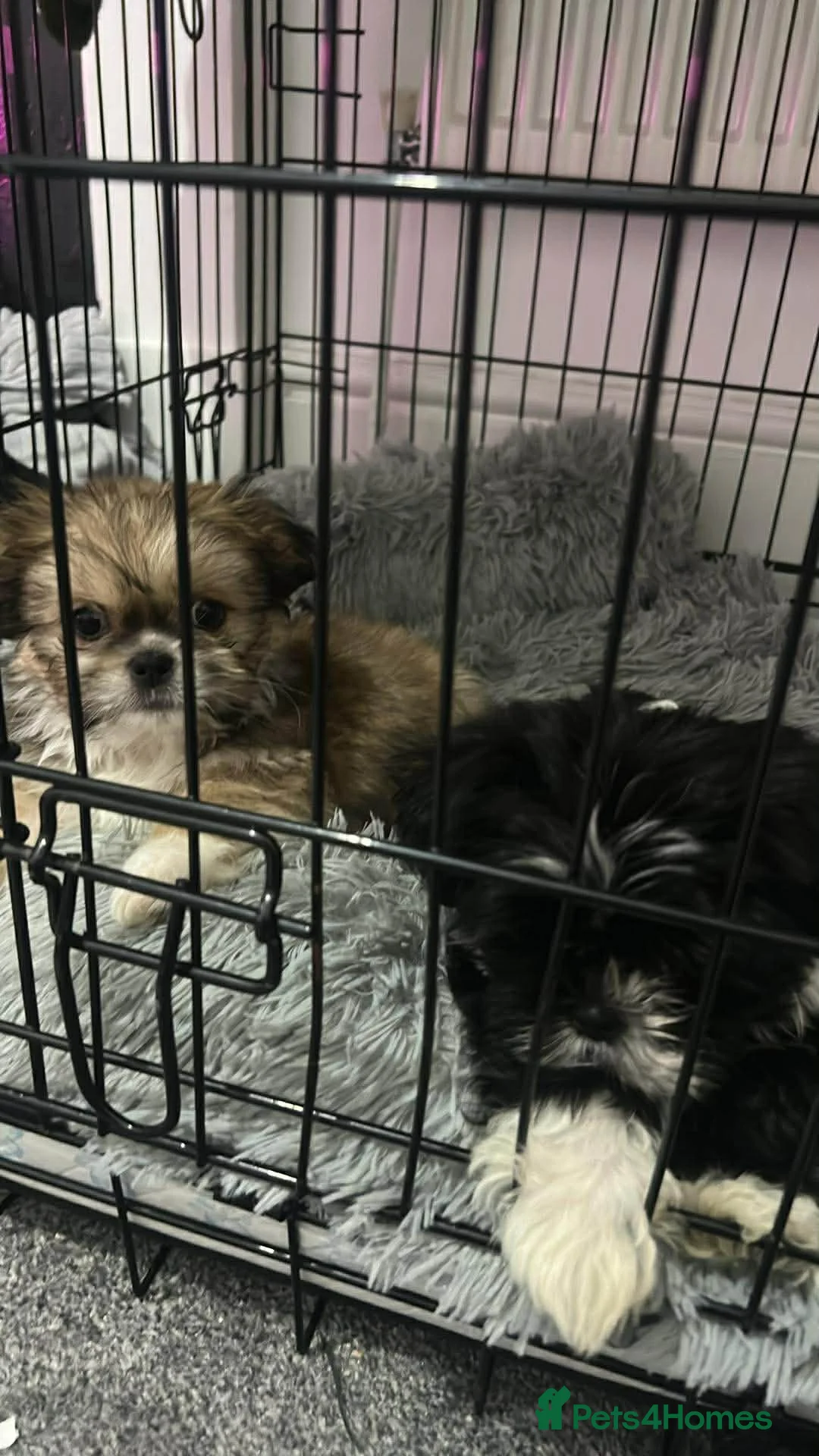 Mixed Breed dogs for sale: ShihTzu x Chihuahua Puppy - Advert 1