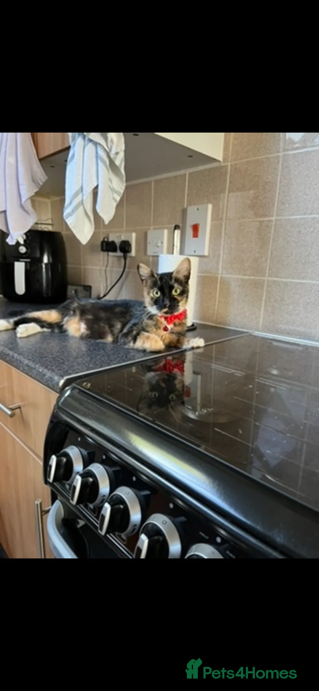 Mixed Breed cats for sale: Adult cat for sale  - Advert 4