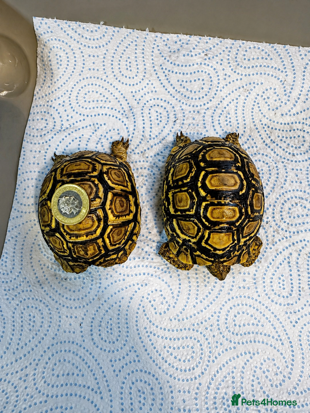 Tortoise reptiles Baby Leopard Tortoises  - Advert 3