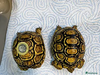 Tortoise reptiles Baby Leopard Tortoises - Advert 3