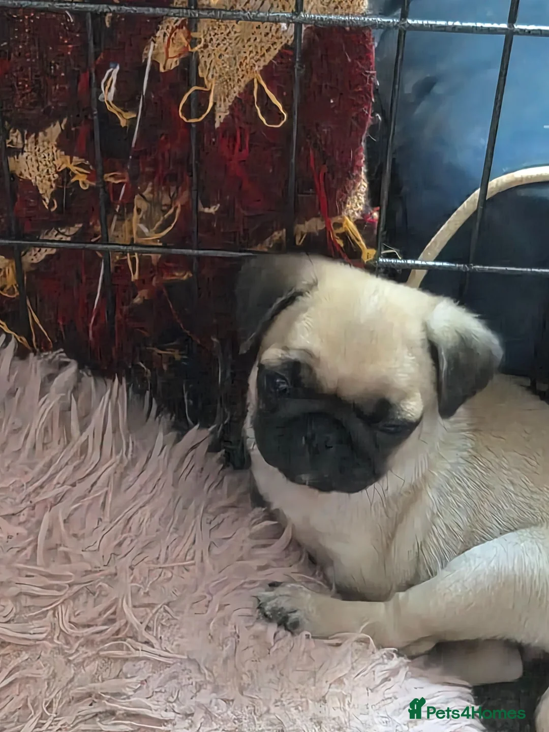 Pug dogs for sale: 1 female pug pup left - Advert 2