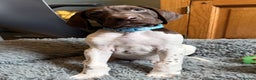 German Shorthaired Pointer dogs for sale: KC GSP Pups Health Tested Parents - Advert 28