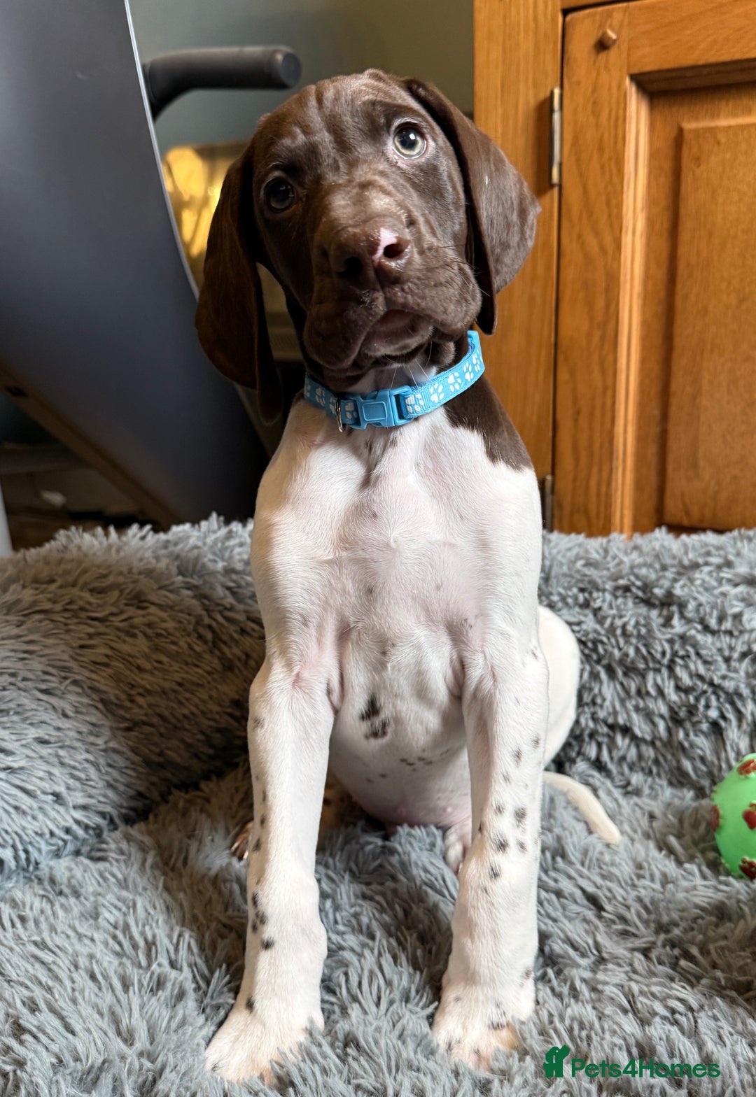 German Shorthaired Pointer dogs for sale: KC GSP Pups Health Tested Parents - Advert 28