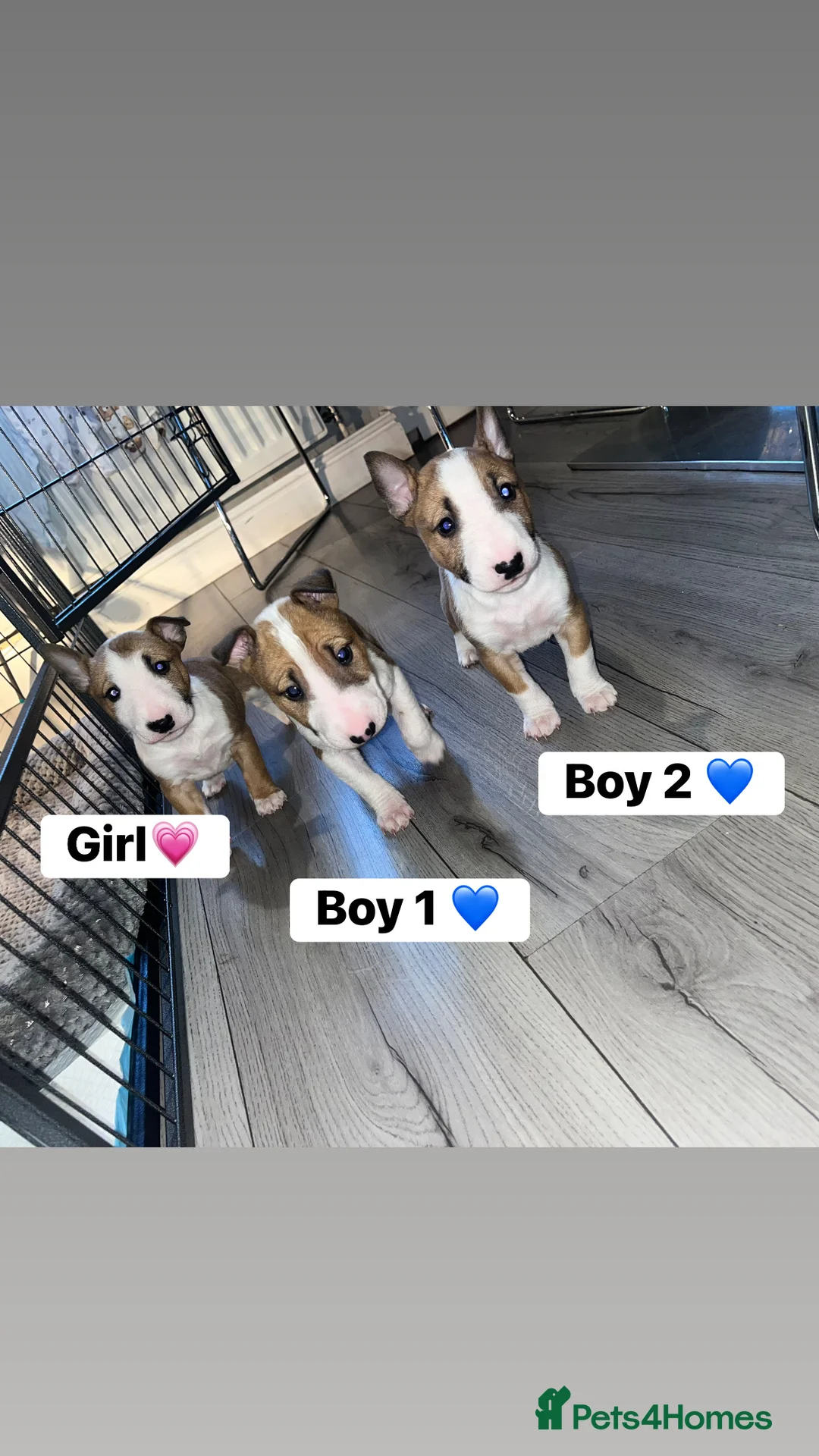 English Bull Terrier dogs for sale: Kc Miniature English bull terriers  - Advert 5