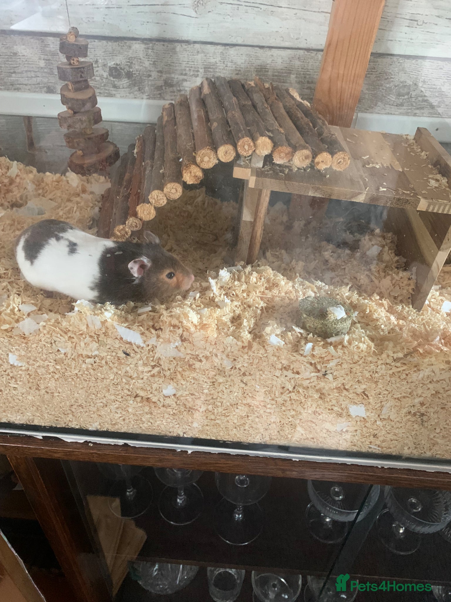 Hamster rodents Syrian hamster with cage and all accessories  - Advert 1