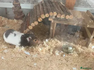 Hamster rodents Syrian hamster with cage and all accessories - Advert 1