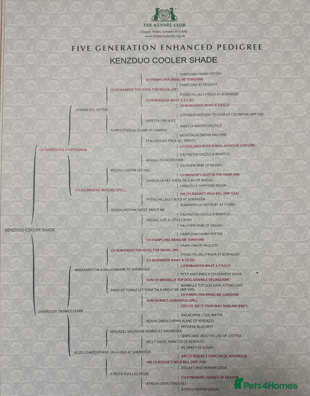 Bichon Frise dogs for stud: Bichon frise for stud - Advert 3