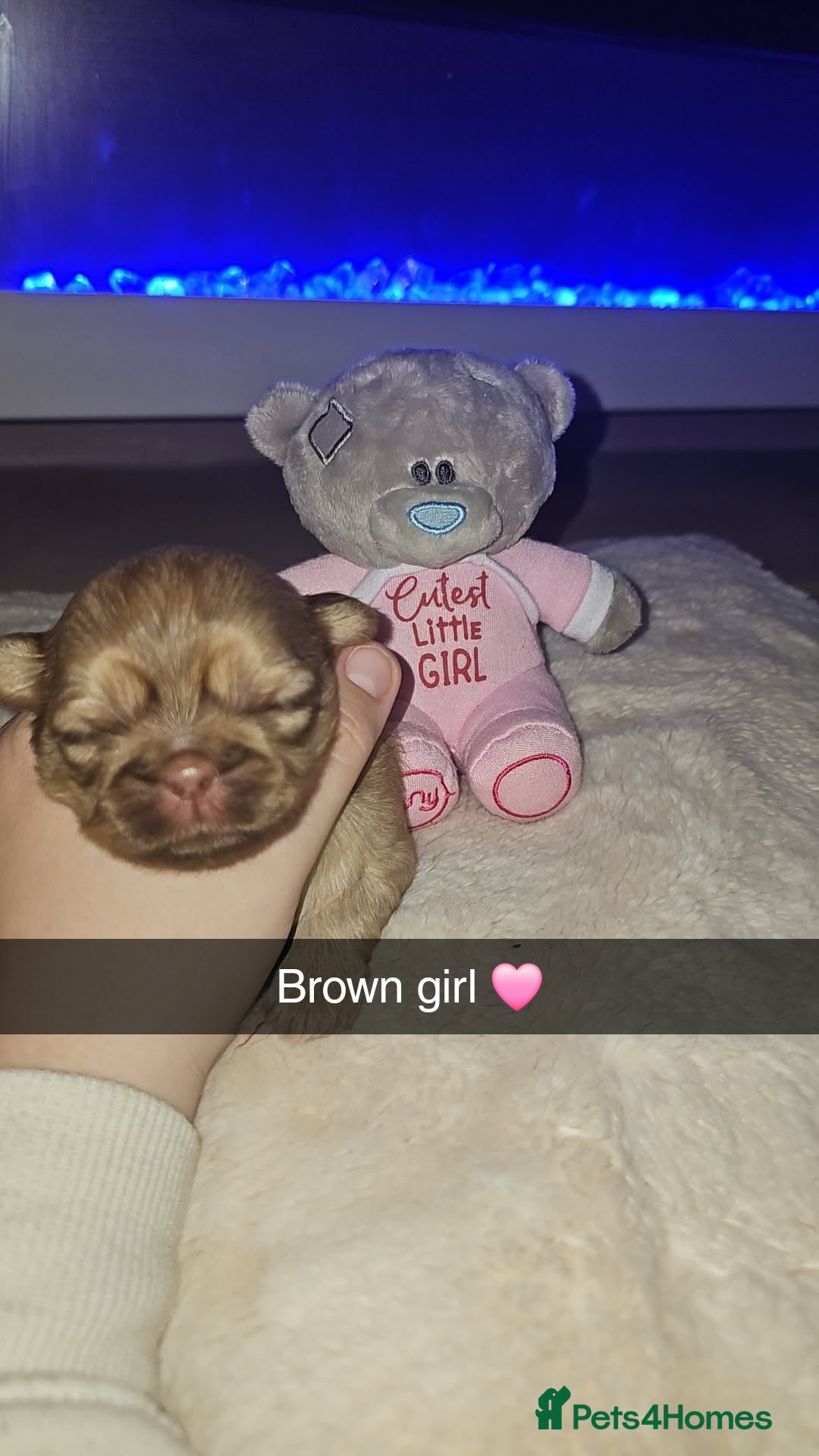 Shih Tzu dogs for sale: Imperial shih tzu puppies  - Image 5