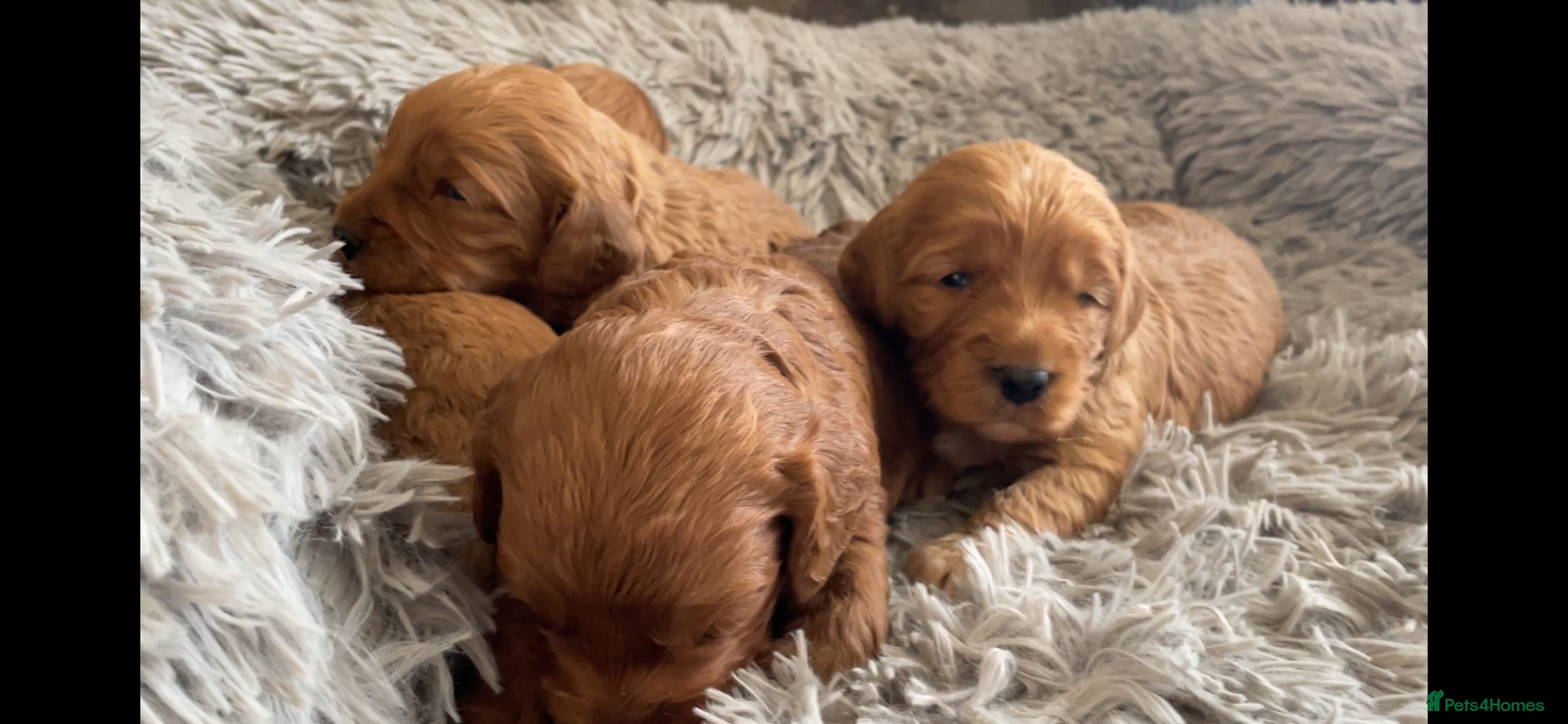Cockapoo dogs 5⭐️ Red F1 cockapoo pups. Clear genetics - Advert 6