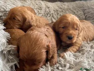 Cockapoo dogs 5⭐️ Red F1 cockapoo pups. Clear genetics - Advert 6