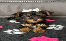 Yorkshire Terrier dogs for sale: Double vaccinated ready to leave - Image 5