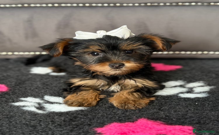 Yorkshire Terrier dogs - Advert 1