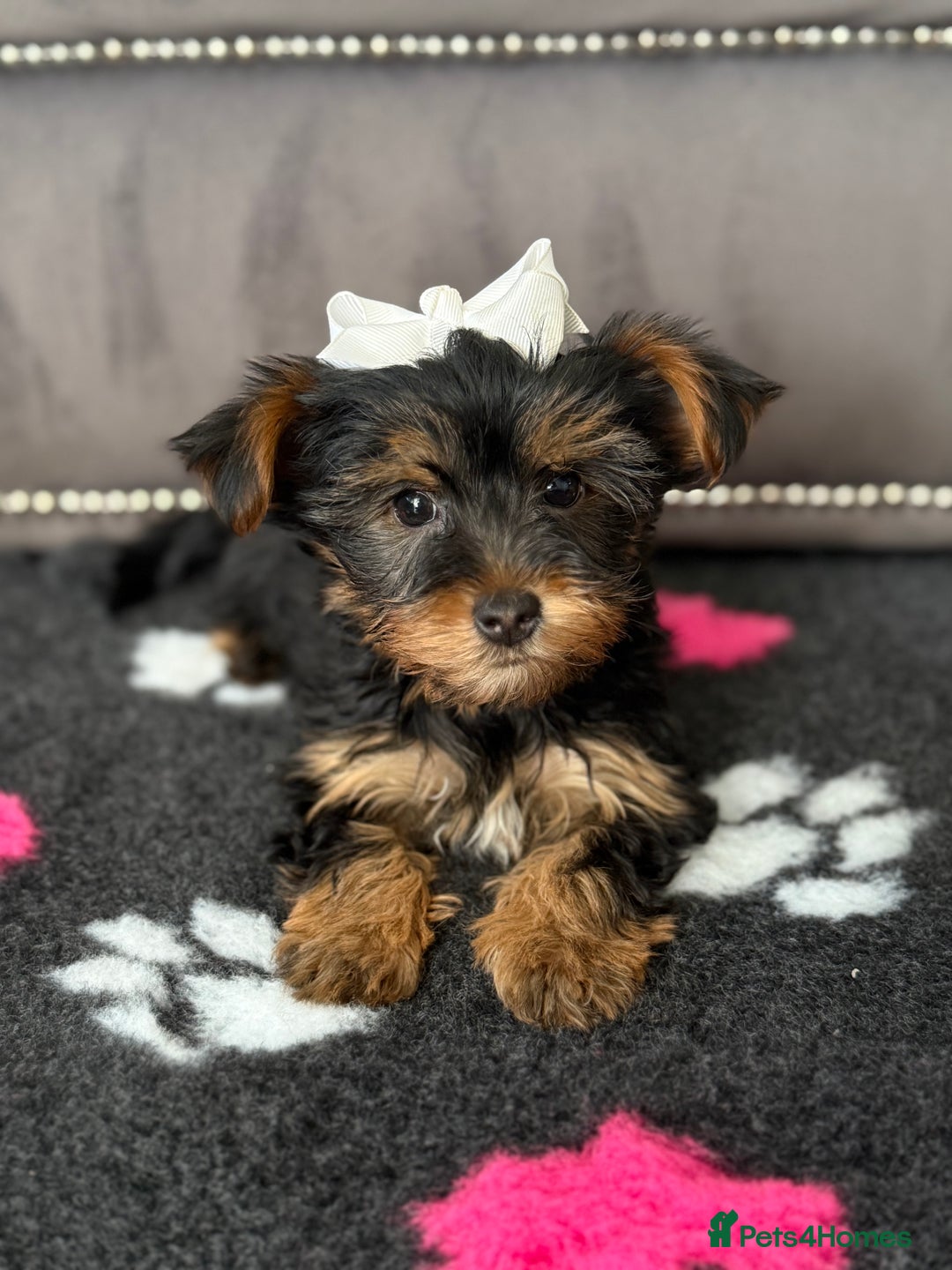 Yorkshire Terrier dogs for sale: Double vaccinated ready to leave - Image 5