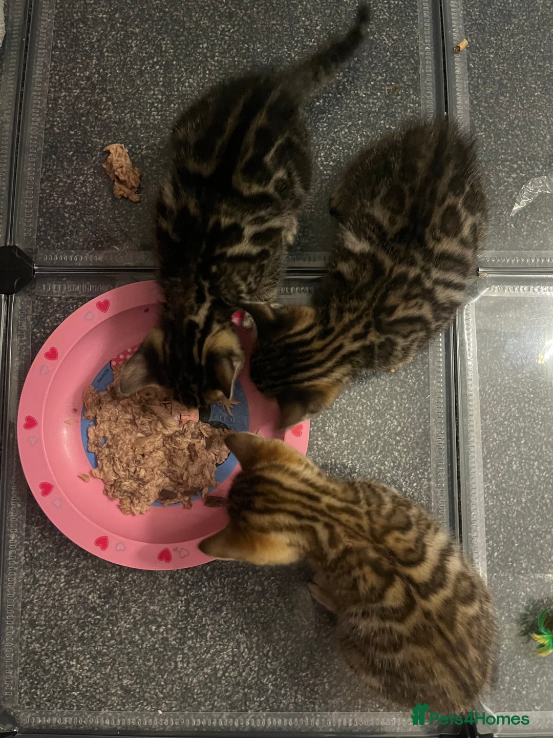 Bengal cats for sale: Baby bengals - Image 3