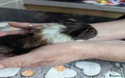 Guinea Pig rodents for sale: 4 baby boy guinea pigs  - Image 12