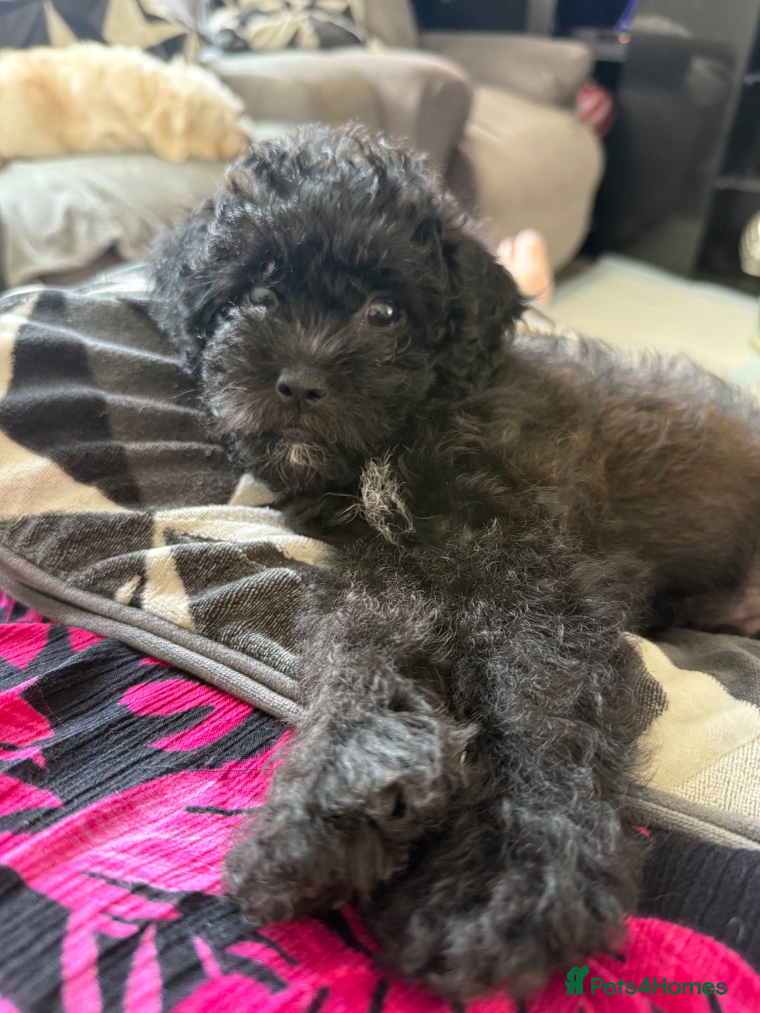 Maltipoo dogs Outstanding Malshipoo puppies - Advert 1