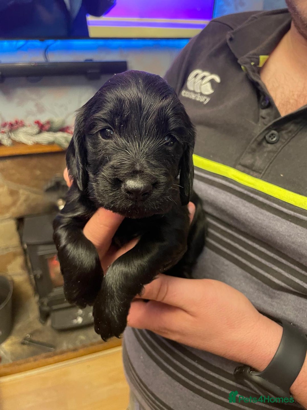 Cocker Spaniel dogs for sale: Cocker Spaniel  - Advert 1