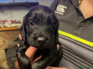 Cocker Spaniel dogs Cocker Spaniel - Advert 2