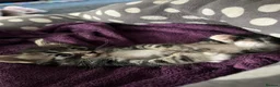Mixed Breed cats for sale: 2 lovely raw fed kittens ready for a home in Doncaster - Advert 11