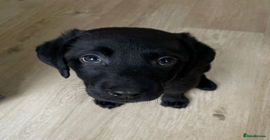 Labrador Retriever dogs - Advert 5