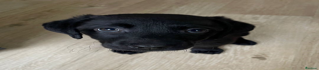 Labrador Retriever Puppy 3
