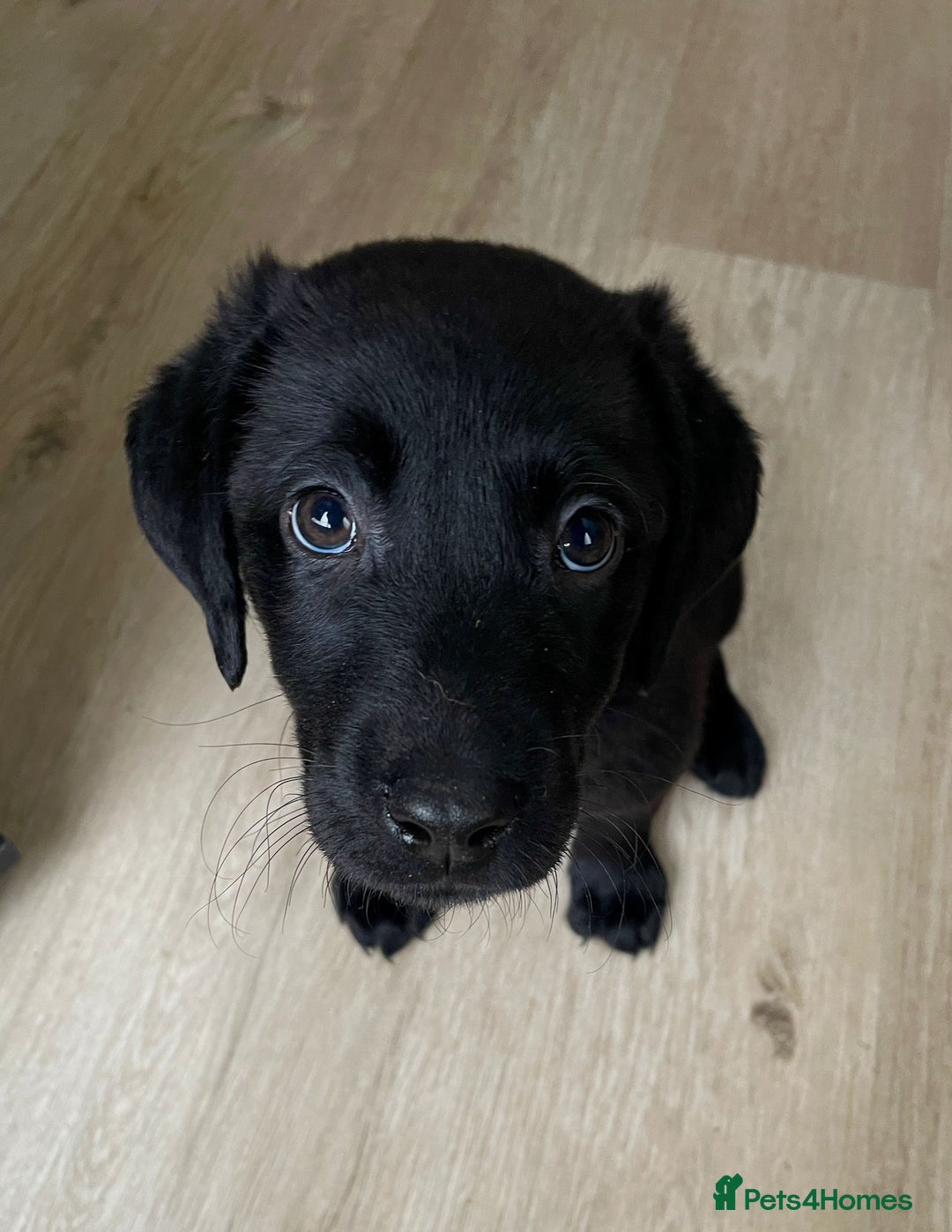 Labrador Retriever dogs for sale: Labrador puppies  - Image 10