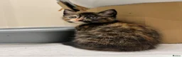 Mixed Breed cats for sale: Evie needs a forever home! in Richmond - Advert 4