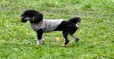 Miniature Poodle dogs Lucy: The Little Poodle  - Advert 1