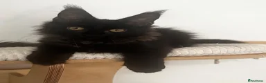 Maine Coon 5