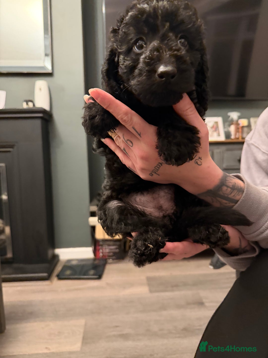 Labradoodle dogs for sale: Miniature labradoodle puppies  - Advert 18