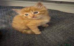Mixed Breed cats for sale: 3 beautiful Norwegian forest x kittens boy SOLD!! - Image 2