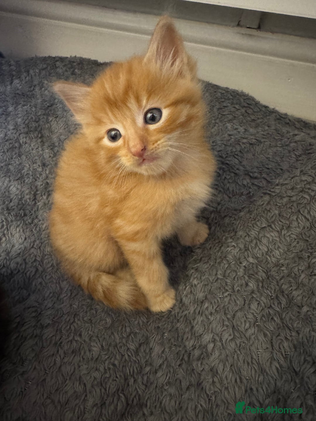 Mixed Breed cats for sale: 3 beautiful Norwegian forest x kittens boy SOLD!! - Image 2