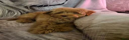 Pomapoo dogs for sale: Fabulous  pomapoo puppies  - Advert 9