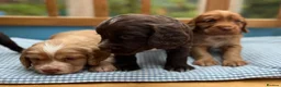 Cocker Spaniel dogs for sale: Two handsome chocolate brown and golden males  - Advert 14