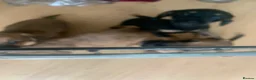 Mixed Breed dogs for sale: 4 French wieners  in Lincoln - Advert 2