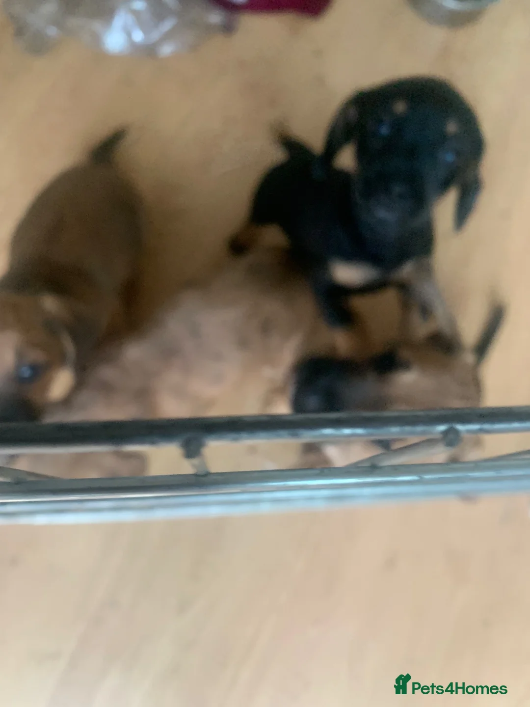 Mixed Breed dogs for sale: 4 French wieners  in Lincoln - Advert 2