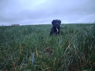 Mixed Breed dogs Gorgeous Sprocker x Collie pup - Advert 2
