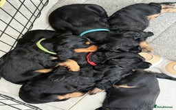 Cocker Spaniel dogs for sale: ****only 2 left****Stunning cocker puppies - Image 9