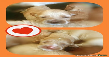 Australian Labradoodle dogs - Advert 4