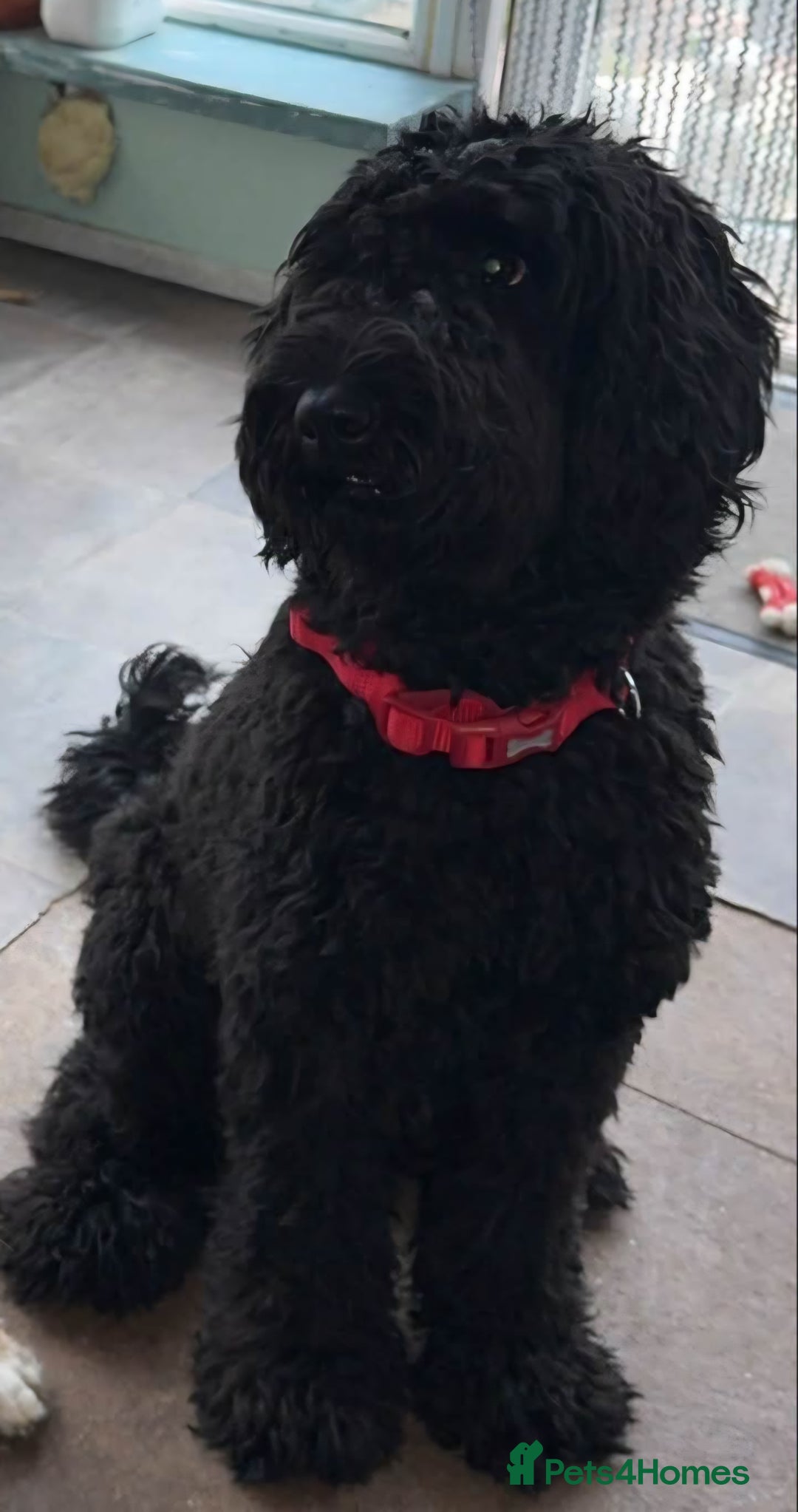 Mixed Breed dogs for sale: Giant Schnoodle - Advert 2