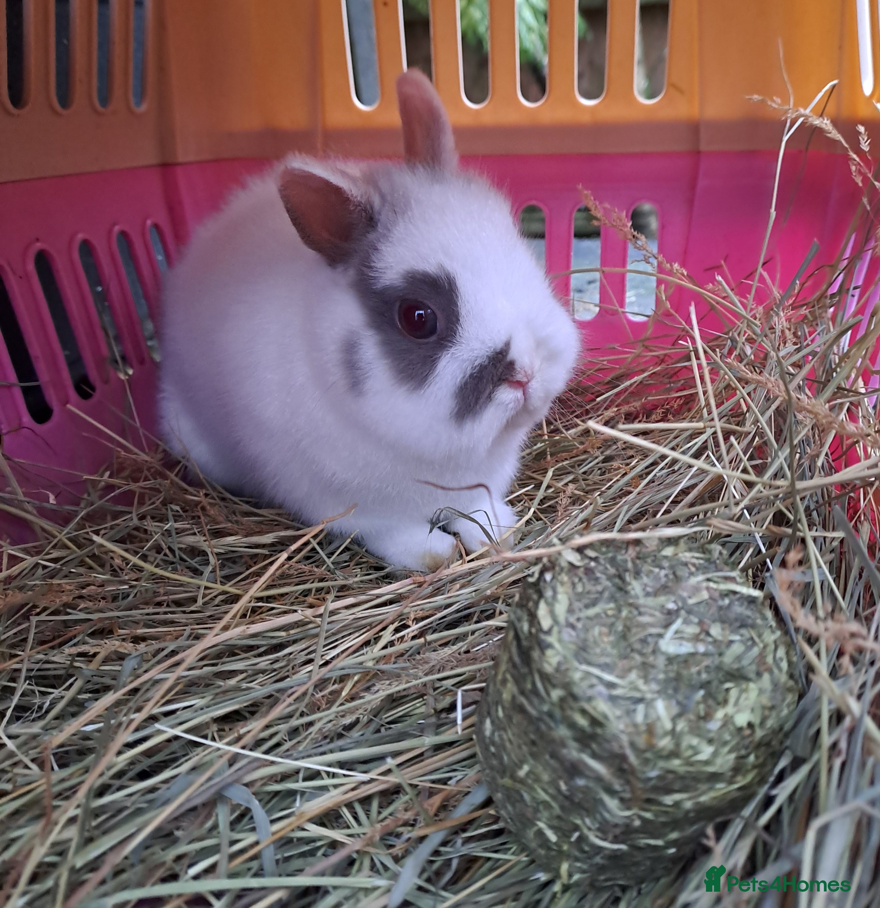 Netherland Dwarf rabbits Tiny Netherland Dwarf Baby Doe Vaccinated - READY - Advert 11