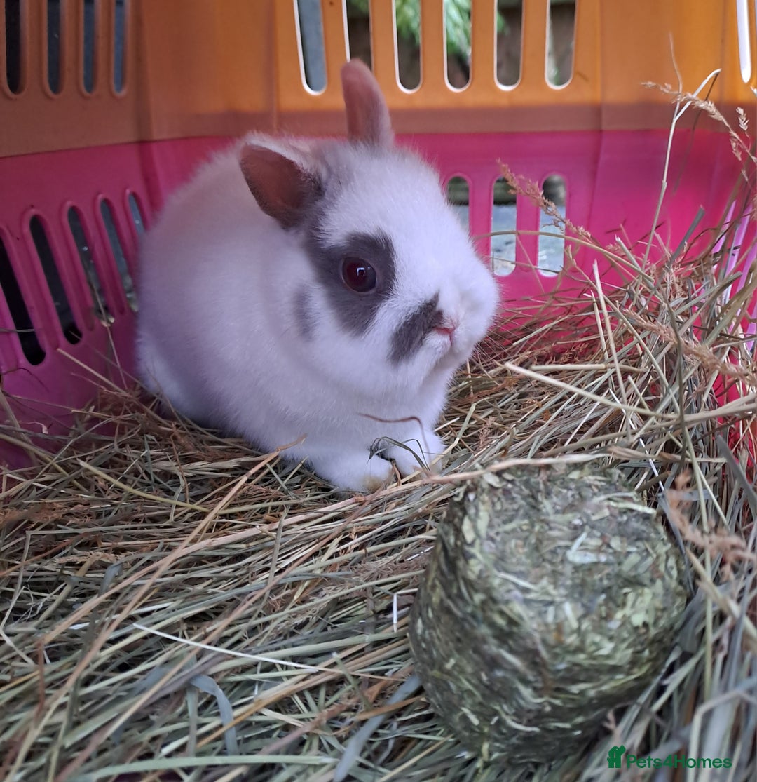 Netherland Dwarf rabbits for sale: Tiny Netherland Dwarf Baby Doe Vaccinated - READY - Advert 1