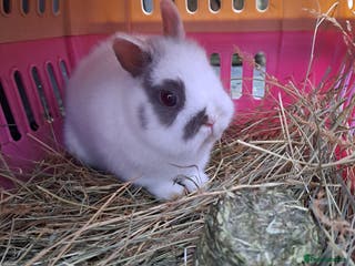 Netherland Dwarf rabbits Tiny Netherland Dwarf Baby Doe Vaccinated - READY - Advert 11