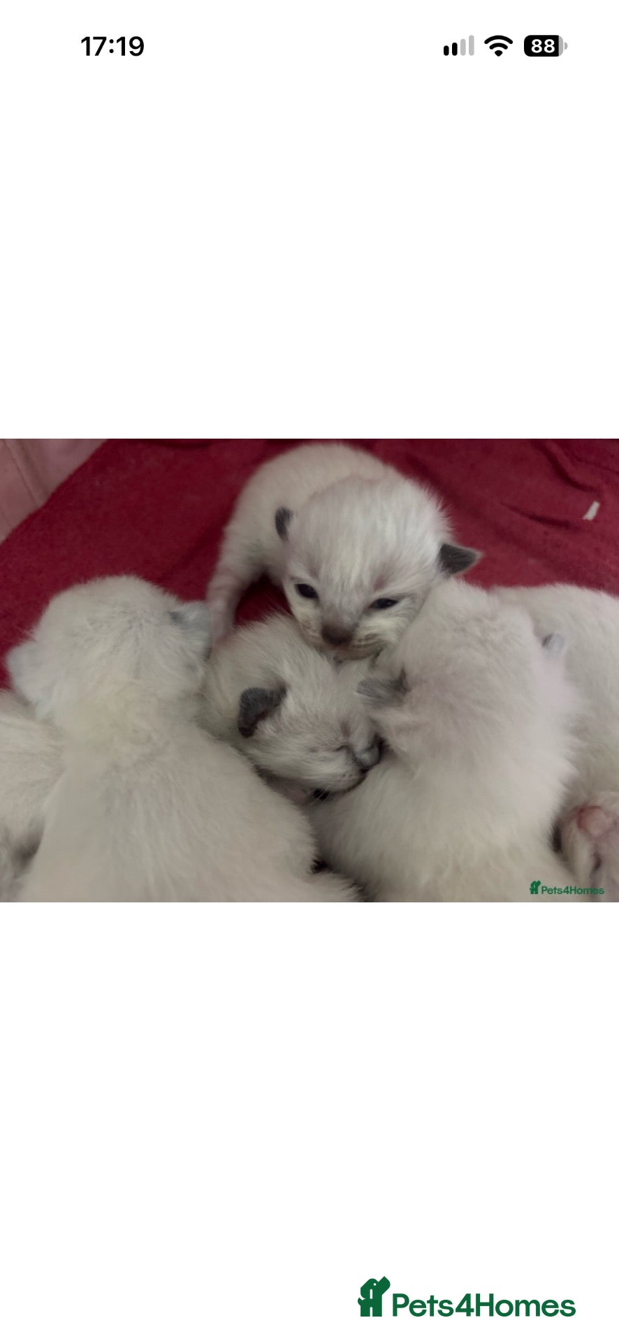 Ragdoll cats Pedigree Ragdolls  - Advert 1