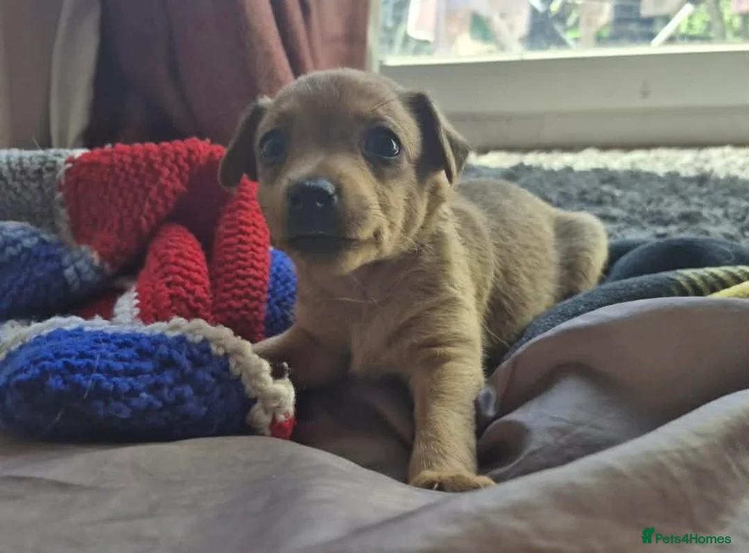 Mixed Breed dogs for adoption: Greta - Adorable Tiny Min Pin Mix Girl Pup  - Advert 1