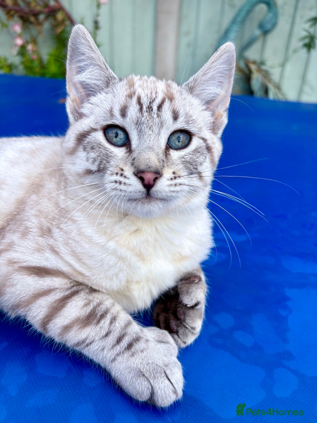 Keetso cats for sale: Superb rare polydactyl curled eared Keetso female  - Advert 2