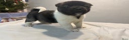 Akita dogs for sale: AMERICAN AKITA LOOKING FOR HOME - Advert 25