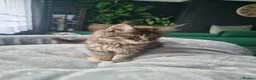 Maine Coon cats for sale: TICA REG. MAINE COON KITTENS  - Advert 18